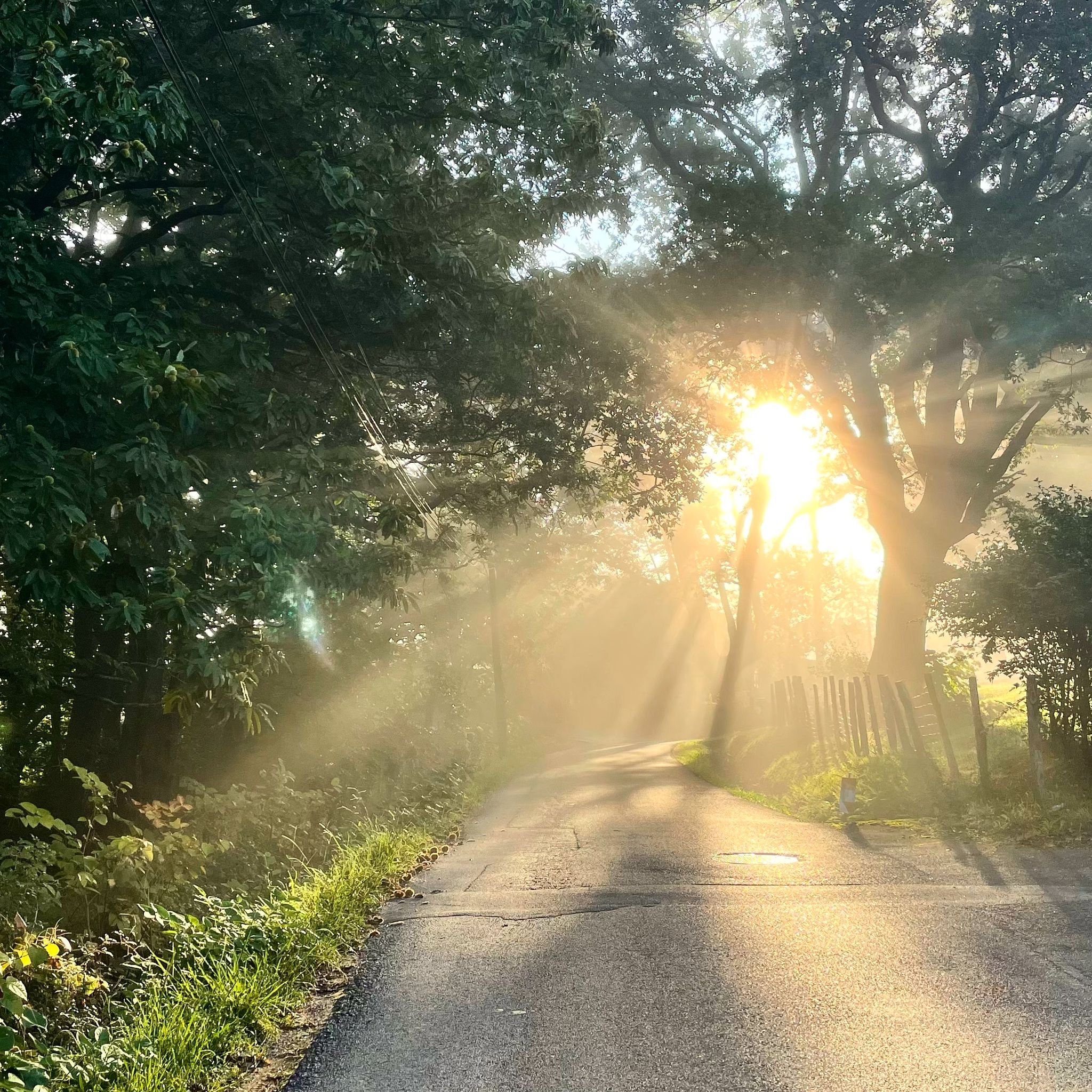 Photo d'un chemin d'automne prise par l'agence Iltze au Pays basque