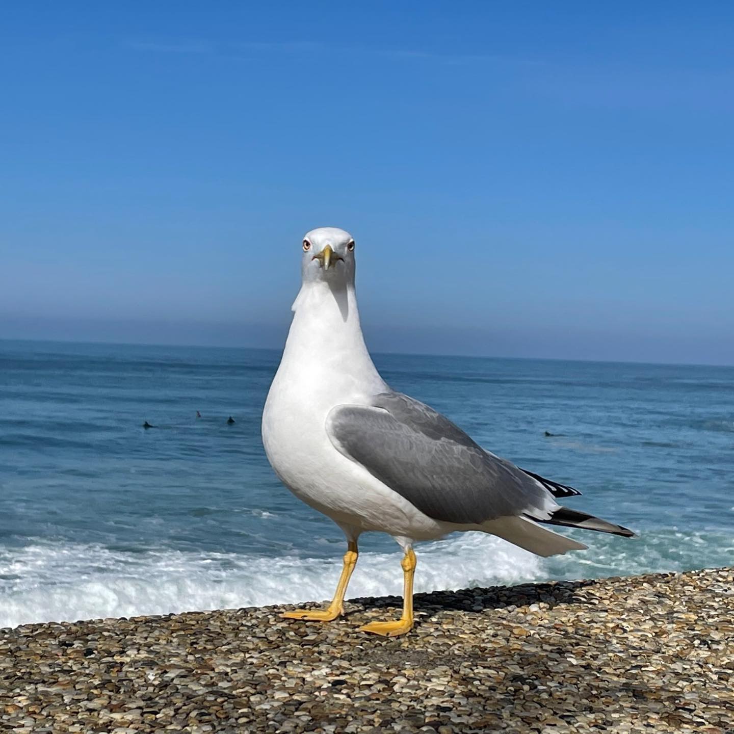 Goéland pris en photo à Anglet avec un smartphone, pour une qualité proche d'un boitier reflex